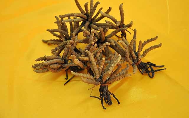 蟲(chóng)草